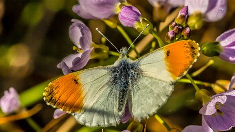 Orange Tip Butterfly | ianmiddleton1 | Flickr