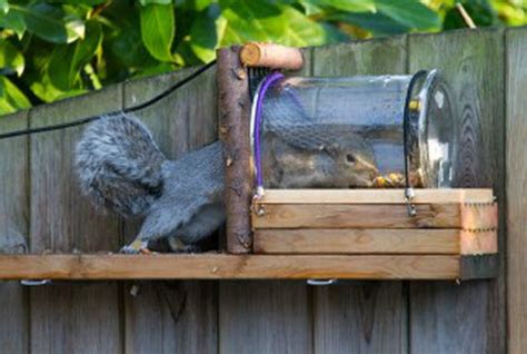 DIY Jar Squirrel Feeder - petdiys.com