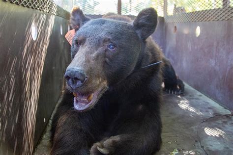 Black bear burned in NorCal fire is released back into wild | KTLA