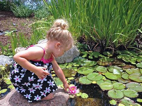 Aquatic Plants For Ponds: 11 Of Our Maryland Favorites