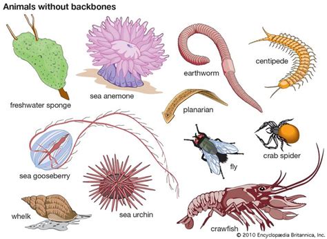 invertebrate | Definition, Characteristics, Examples, Groups, & Facts ...