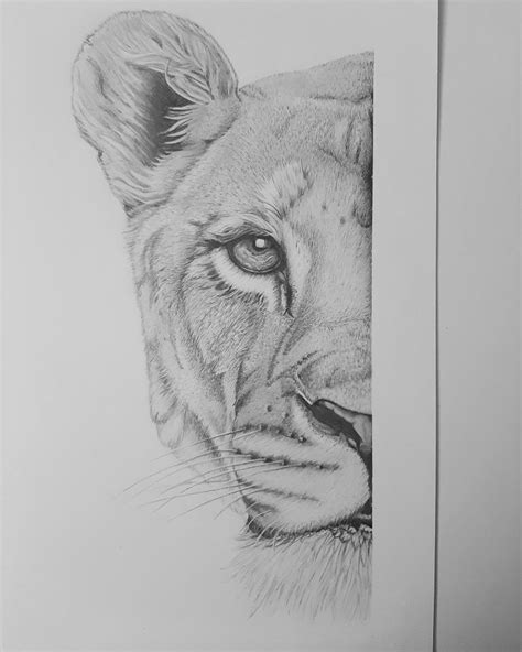 Lioness | Cats art drawing, Abstract pencil drawings, Lion sketch