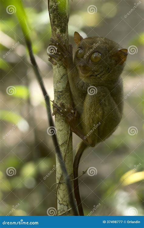 Philippine Tarsier In Its Natural Habitat, Bohol, Philippines Stock ...