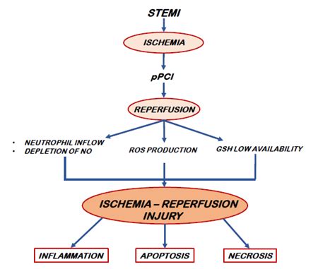 The pathophysiology of IRI. Abbreviations. STEMI: ST-elevation ...