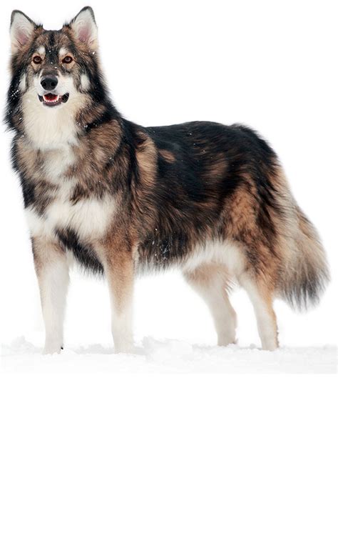 Utonagan Dog Breed | UKPets