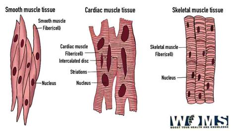 Diagram Of Muscle Fiber Types Functions And Anatomy Woms | The Best ...