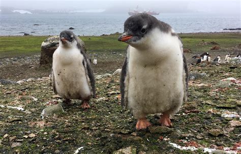 Rate of Antarctica's ice melting has tripled since 2012, study finds ...