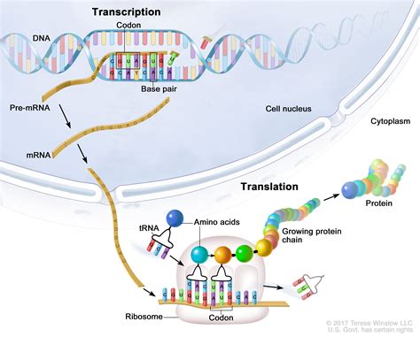 All Protein Building Occurs Through Two Principal Steps Which Are