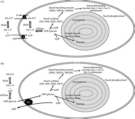 Starch biosynthesis in developing seeds | Seed Science Research ...