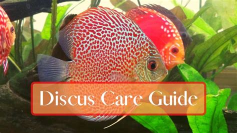 Discus Fish: A Comprehensive Care Guide (Includes Discus Tank Setup ...