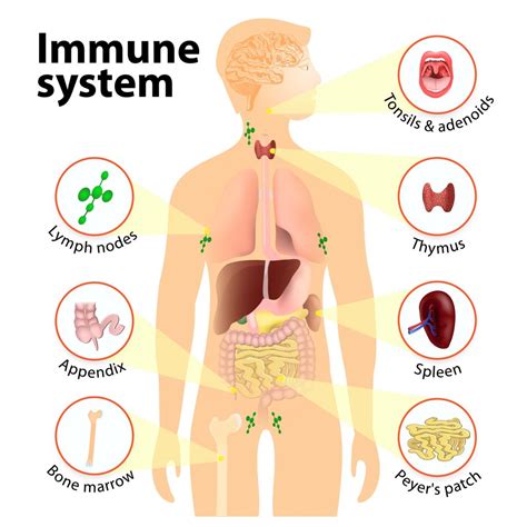 How Your Immune System Protects You From Infections - GrassrootsHealth