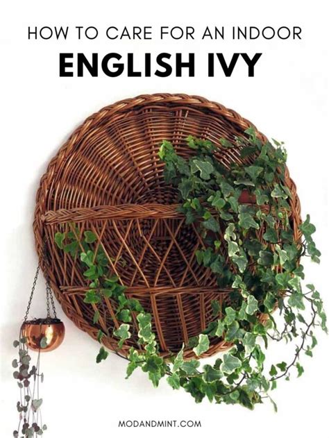 Indoor English Ivy - Care for Hedera Helix as a Houseplant