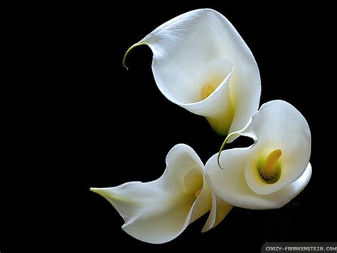 Free Calla Lily, Download Free Calla Lily png images, Free ClipArts on ...