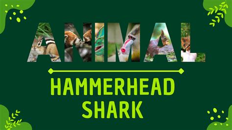 Hammerhead Shark | Facts, Diet, Habitat & Pictures