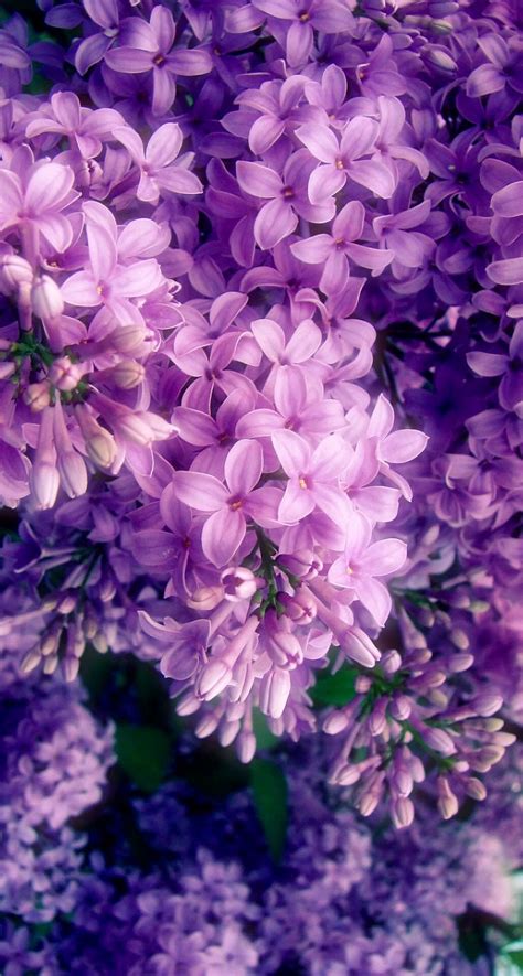 Pin by Alinka White on Flowers | Purple flowers wallpaper, Purple ...