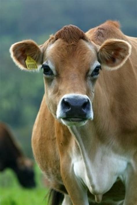 Do Guernsey or Jersey Cows Produce Better Milk? | Delishably