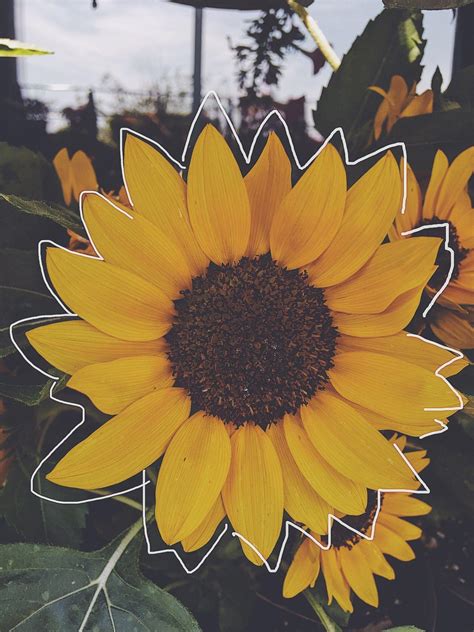 [23++] Amazing Aesthetic Sunflower Pictures Wallpapers - Wallpaper Box