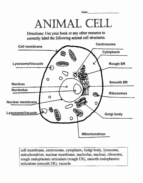 Animal Cell Worksheet Pdf