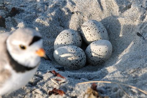 THE FINAL GRAND TOTAL OF PIPING PLOVER EGGS! | Kim Smith Films