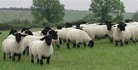 Suffolk Sheep | Suffolk Sheep Breed Information, History & Facts