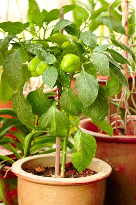 Growing Bell Peppers in Pots | How to Grow Bell Peppers in Containers ...