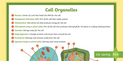 Cell Organelles Poster - Plant and Animal Cell Diagram