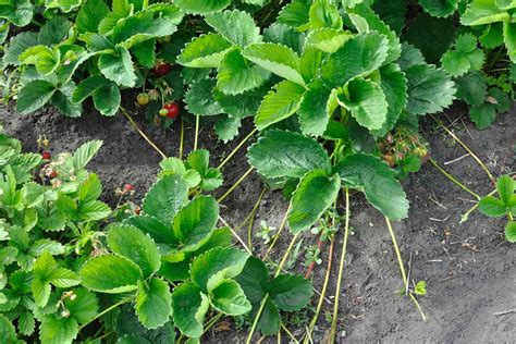 How to Plant Strawberry Runners and Grow More Fruit