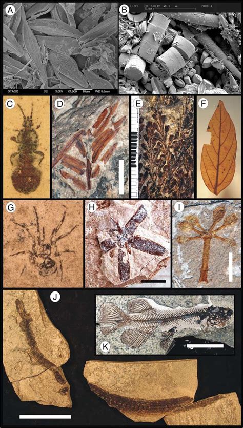 Microfacies and macrofossil examples from Foulden Maar. A-SEM image of ...