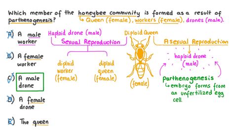 Diploid Drones In Honey Bees - Picture Of Drone