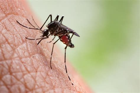 Mosquito bites: Symptoms, complications, and prevention