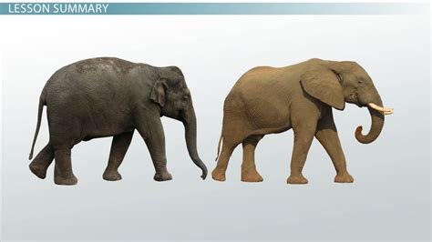 What Is Genetic Variation? - Sources, Definition & Types - Video ...