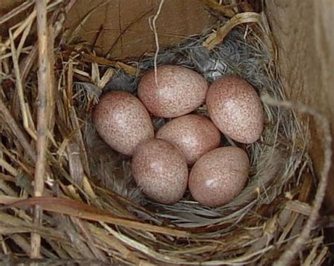 House Wren eggs | Natural Egg Beauty | Pinterest | Nests, Photo ...