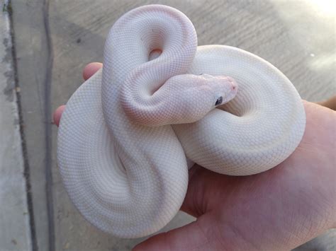 Gorgeous Male BEL, Blue Eyed Lucy Ball Python by Brooke's Exotic ...