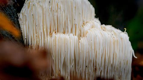 Lion's Mane Mushroom - Health Benefits - Family Health Advocacy