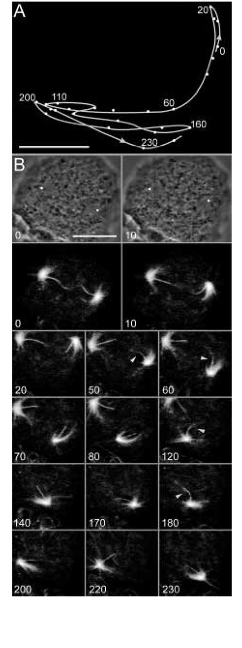 Saltatory centrosome movement in a post-mitotic myosin IInull cell and ...