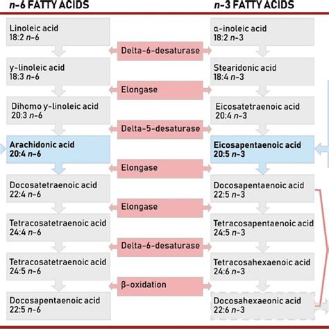 Vertebrate n-6 and n-3 fatty acid desaturation pathway responsible for ...