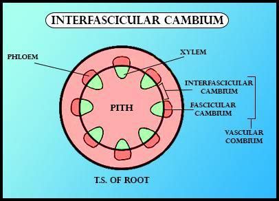 Interfascicular cambium develops from the cell of(a) Medullary rays(b ...