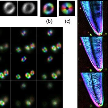 (a)-(f) Fluorescence polarization images of E. coli labeled with FM ...