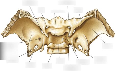 RADR 2431 Sphenoid bone anatomy Diagram | Quizlet