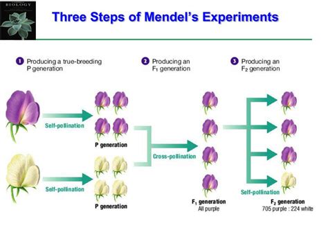 PPT - Section A: Gregor Mendel’s Discoveries PowerPoint Presentation ...