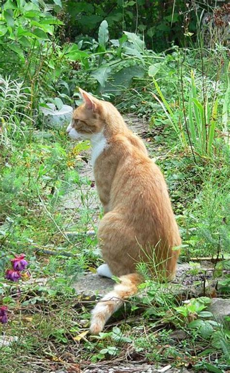 4 Ways to Keep Cats Out of the Garden - Horticulture