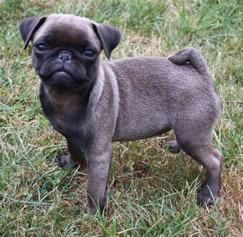 Cute Silver Pug Puppy | Pug puppies, Pugs and kisses, Pugs