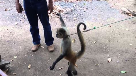 Spider monkey pet - YouTube