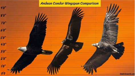 Andean Condor Wingspan: How Big Is It Compared To Others?