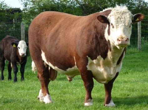 Hereford Cattle | Hereford cattle, Cattle, Hereford cows