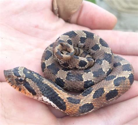 How to Identify a Baby Cottonmouth Snake (16 Helpful Photos)