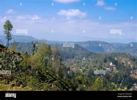 Nuwara Eliya tea fields of Sri Lanka Stock Photo - Alamy