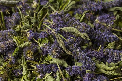 Cooking With Hyssop: The Dos And Don'ts