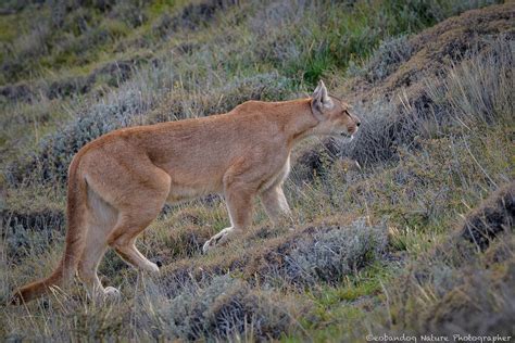 Puma photo safari | Wildlife Observations Worldwide