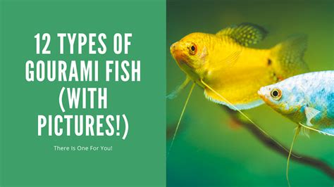 Gourami Types - 14 Great Ones (With Pictures!) - AquariumStoreDepot